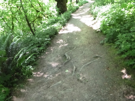 Natural surface trail is surrounded by lush forest – many tree roots across these trails
